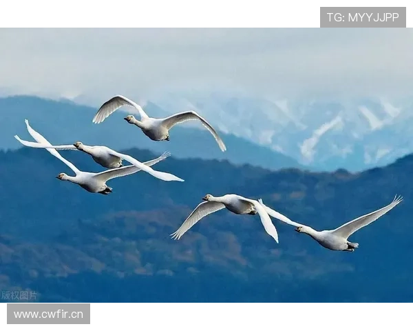 官方新潟天鹅续约前锋达尼洛